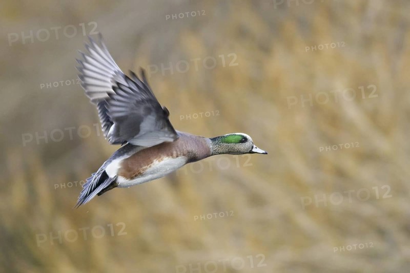 American Wigeon (Mareca americana) male flying, British Columbia, Canada