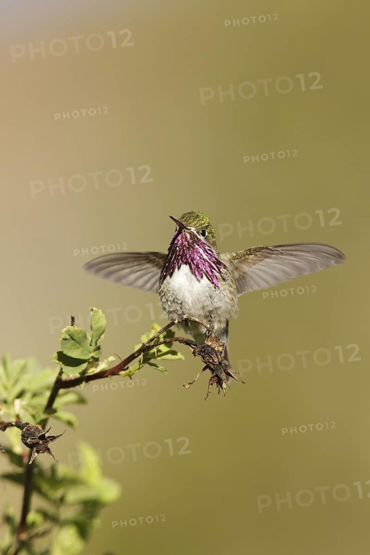 Calliope Hummingbird (Selasphorus calliope) male, California, USA