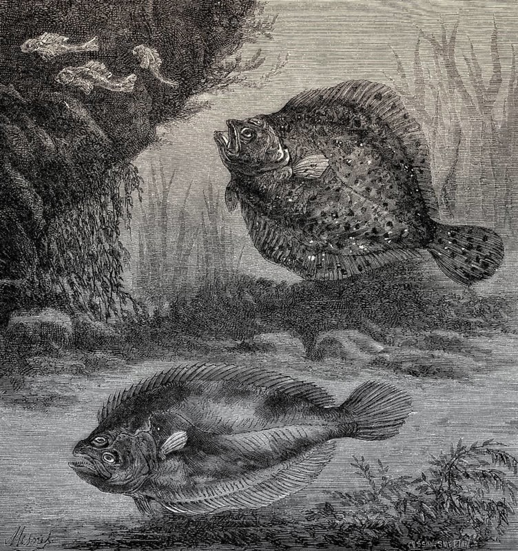 Turbot and Catfish