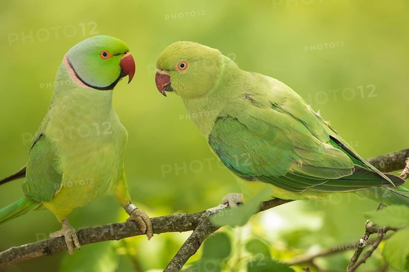Rose-ringed Parakeet (Psittacula krameri) pair, Baden-Wuerttemberg, Germany