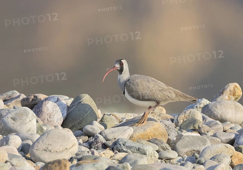 Ibisbill (Ibidorhyncha struthersii), Uttarakhand, India