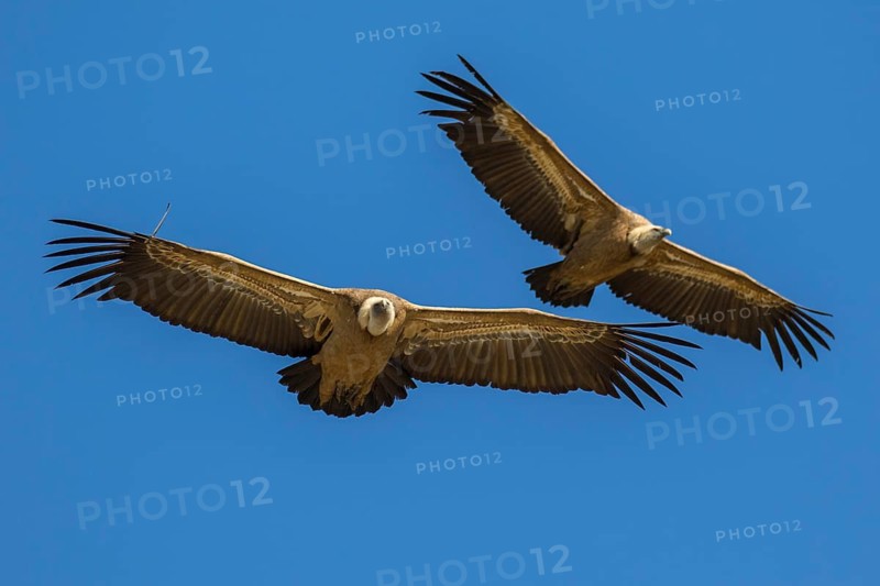 Griffon Vulture (Gyps fulvus) flying, Spain