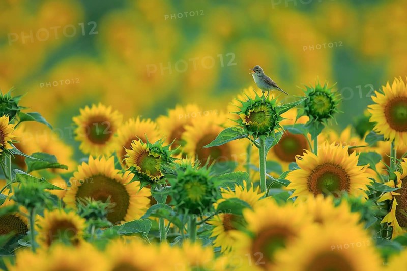 Melodious Warbler (Hippolais polyglotta) singing on sunflower, Spain