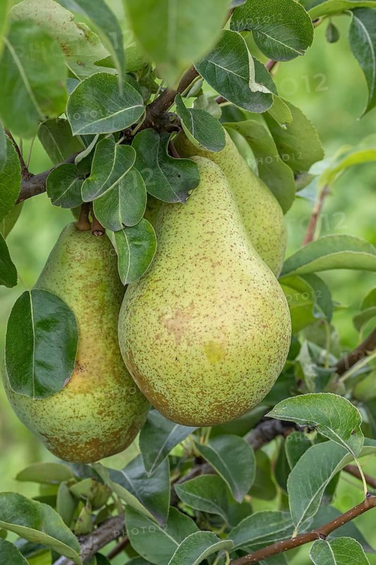 Pear (Pyrus communis 'Nojabrskaja'), Bundessorteamt, Germany