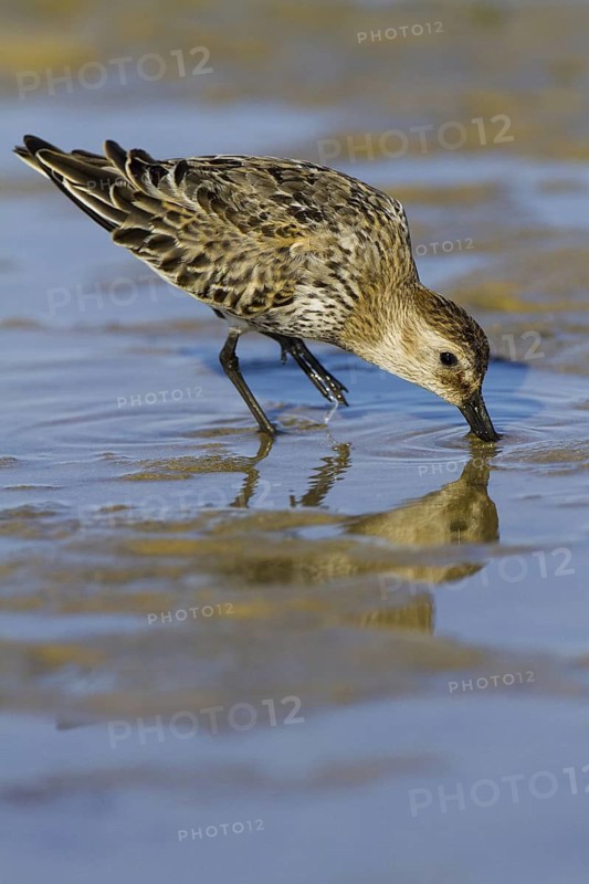 Dunlin (Calidris alpina), Andalusia, Spain