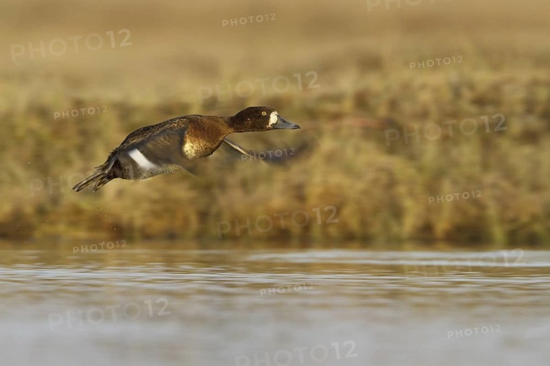 Greater Scaup (Aythya marila) female flying, Manitoba, Canada