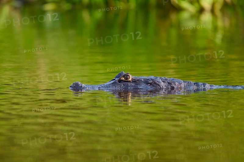 A caiman swims in green water, surrounded by calm nature, Spectacled caiman (Caiman yacare, Caiman crocodilus yacare), Pantanal, Mato Grosso, Brazil