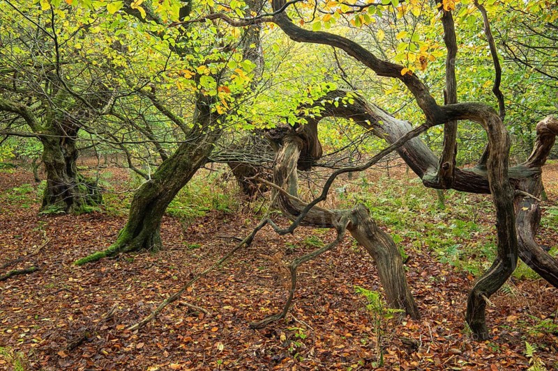 Old, gnarled trees in the Urwald Baumweg nature reserve in autumn, Emstek, Lower Saxony, Germany