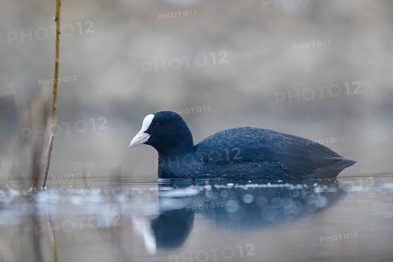 Eurasian Coot (Fulica atra), North Rhine-Westphalia, Germany