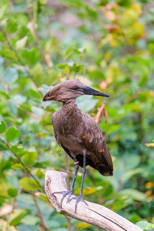 A hamerkop (Scopus umbretta) stands on a branch of a tree. Green vegetation can be seen in the background. Southern half of Africa, Madagascar