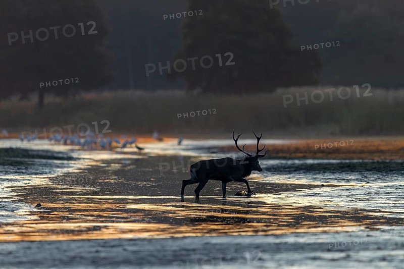 After a few minutes the red deer (Cervus elaphus) returns, probably just to make sure that the accompanying stag leaves its area, morning light, rutting season, rutting stag, September, Germany