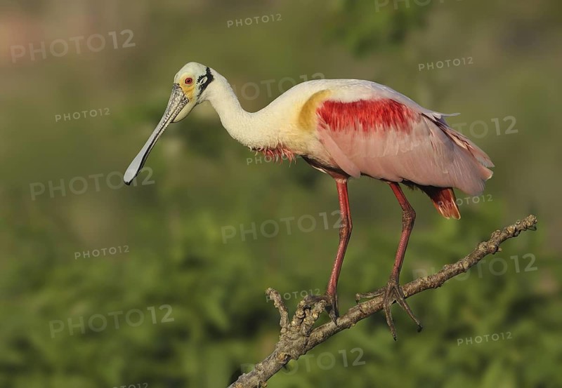 Roseate Spoonbill (Platalea ajaja), Texas, USA