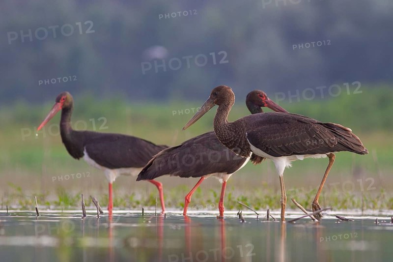 Black Stork (Ciconia nigra) group foraging, Tiszaalpár, Hungary