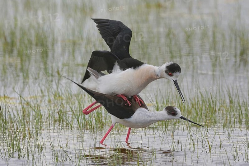 Stelzenläufer (Himantopus himantopus) Black-winged Stilt