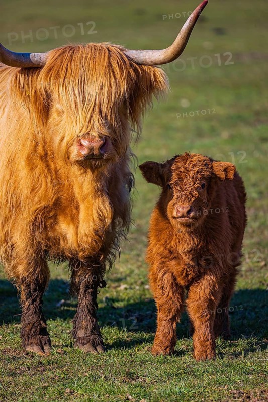 One Highland cow (Bos (primigenius) taurus) stands side by side with her calf on a meadow