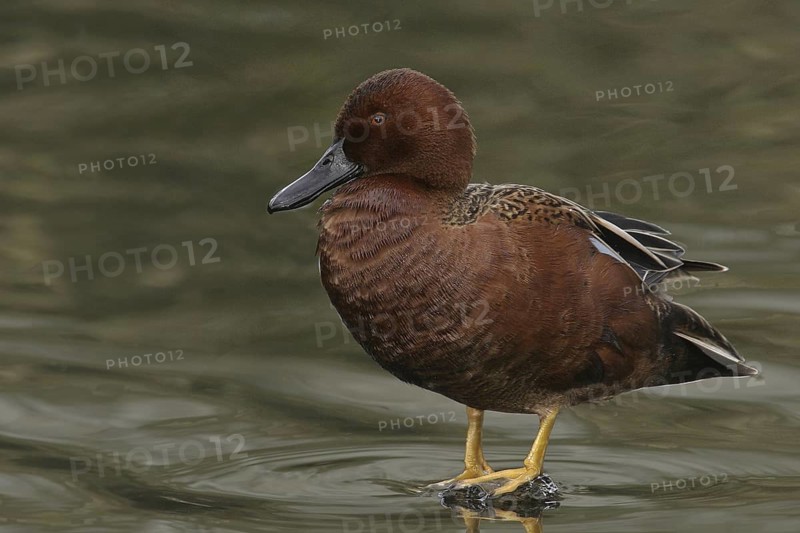 Cinnamon Teal (Spatula cyanoptera) male, California, USA