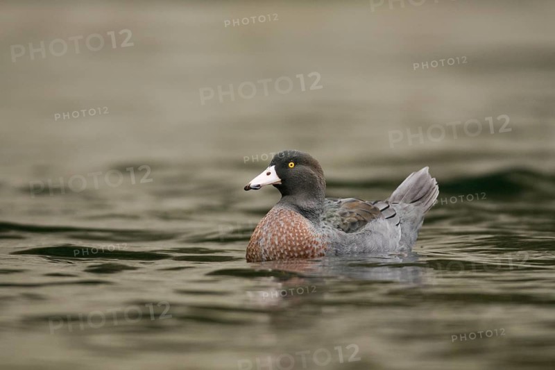 Blue Duck (Hymenolaimus malacorhynchos), New Zealand