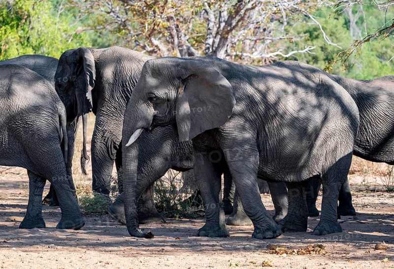 Herd of African elephants (Loxodonta africana), desert elephants, riverbed of the Ugab River, Damaraland, Kunene region, Namibia