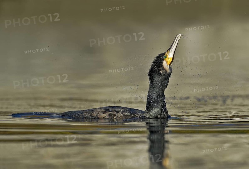 Great Cormorant (Phalacrocorax carbo), Piedmont, Italy