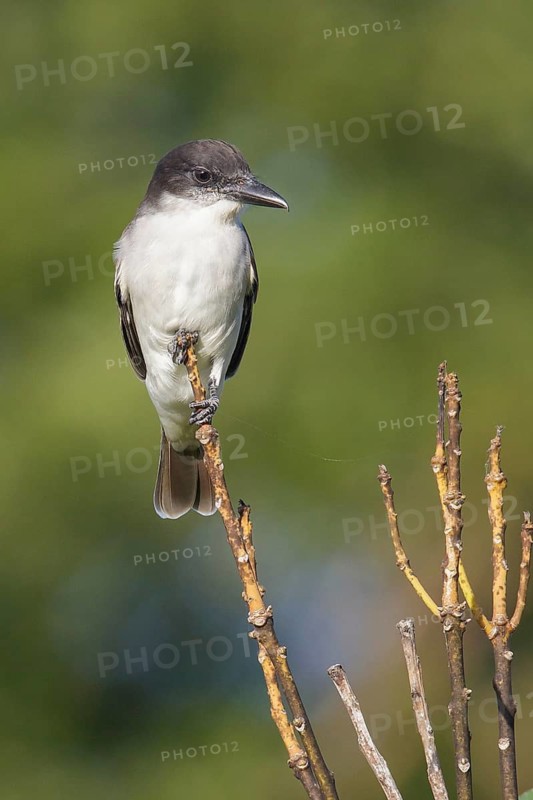 Giant Kingbird (Tyrannus cubensis) perched on a branch in Cuba
