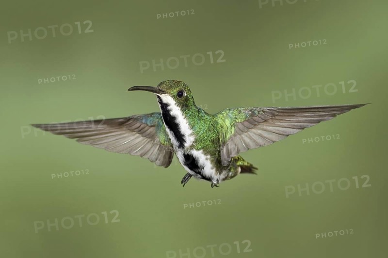 Black-throated Mango (Anthracothorax nigricollis), Trinidad and Tobago