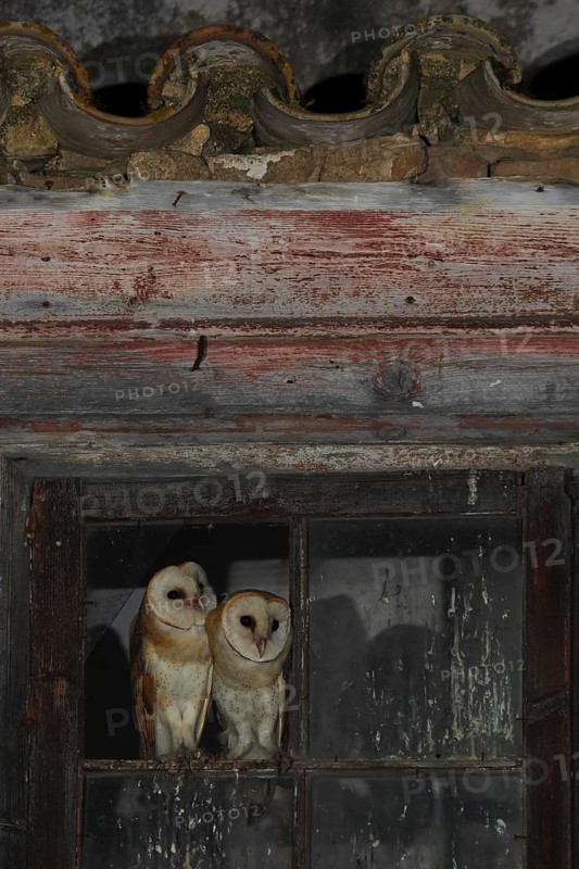 Western Barn Owl (Tyto alba) pair, Andalusia, Spain