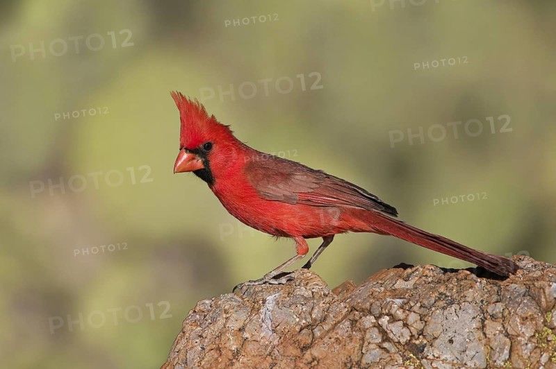 Northern Cardinal (Cardinalis cardinalis), Arizona, USA