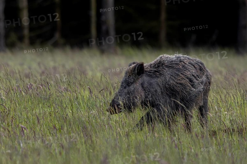 A wild boar (Sus scrofa) looking for food in a forest meadow in the early evening, defensive, June, Denmark