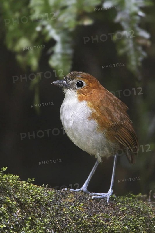 White-bellied Antpitta (Grallaria hypoleuca), Ecuador