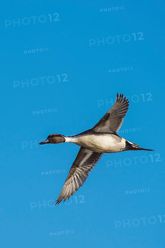 Northern Pintail, Anas acuta, male in flight over winter marshes