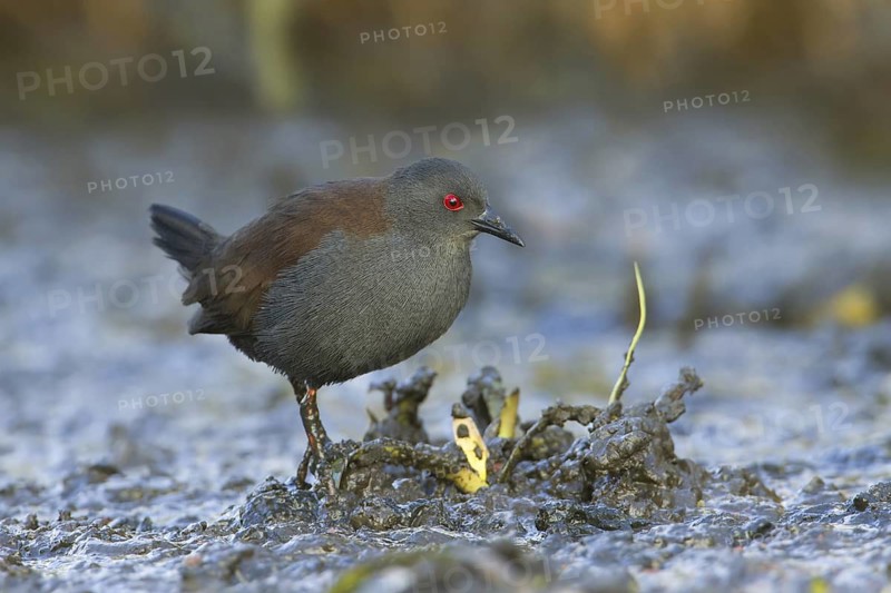 Spotless Crake (Porzana tabuensis), Victoria, Australia