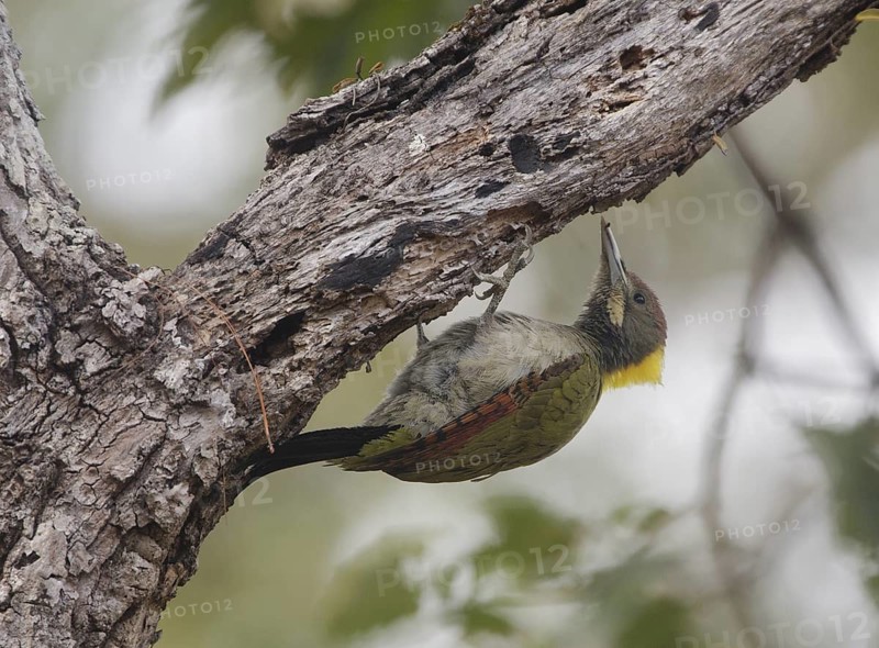Greater Yellownape (Chrysophlegma flavinucha) male, Chaiyaphum, Thailand