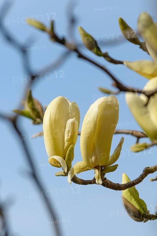 Magnolia × brooklynensis 'Woodsman' x 'Sundance', Otto Eisenhut Nursery, San Nazarro, Ticino, Switzerland