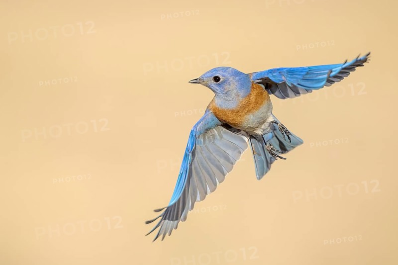 Western Bluebird (Sialia mexicana) flying, California, USA