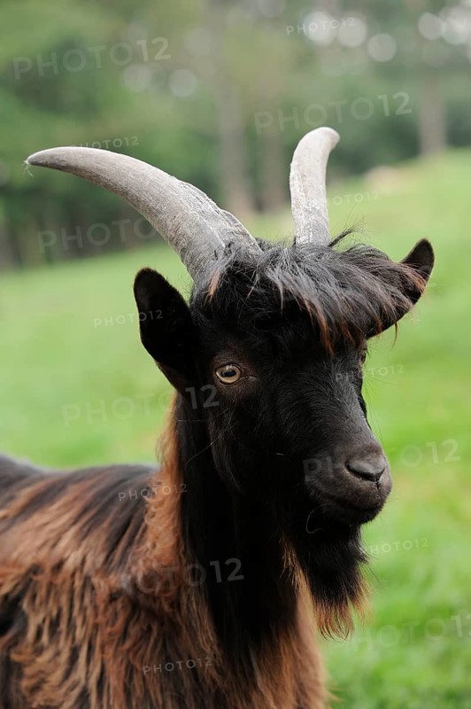 Walliser black-necked goat (Capra aegagrus f. hircus) or Vallesana goat female, Lower Saxony, Germany