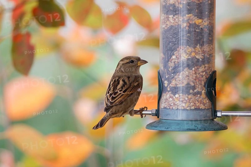House sparrow (Passer domesticus) perched on a garden bird feeder filled with mixed seeds, eating food against a colorful autumn foliage background in a backyard environment, Poland
