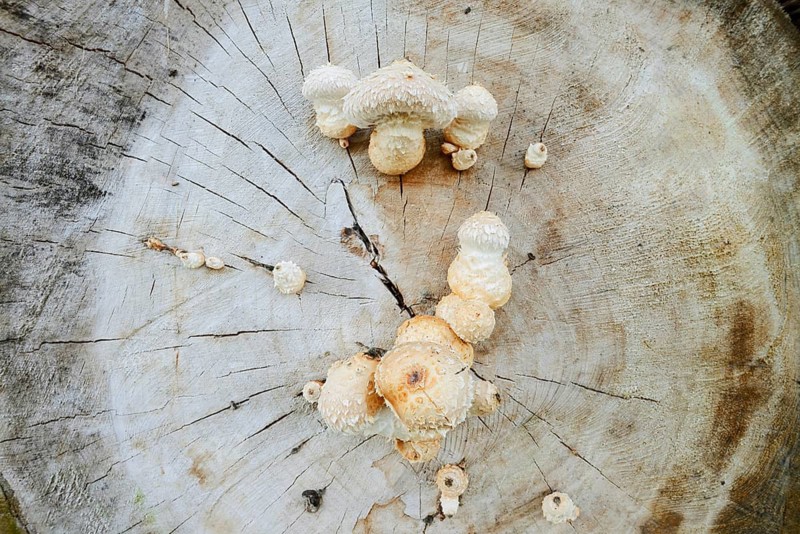 Poplar Schüppling (Hemipholiota populnea, Pholiota destruens), North Rhine-Westphalia, Germany