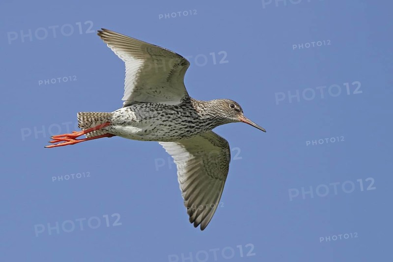 Common Redshank (Tringa totanus) flying, Varanger, Norway