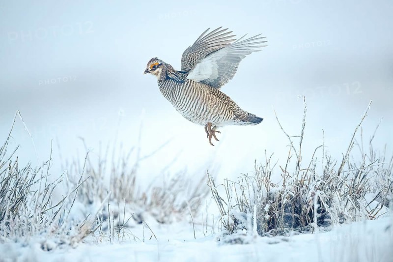 Lesser Prairie Chicken (Tympanuchus pallidicinctus) im Flug, Kansas, USA