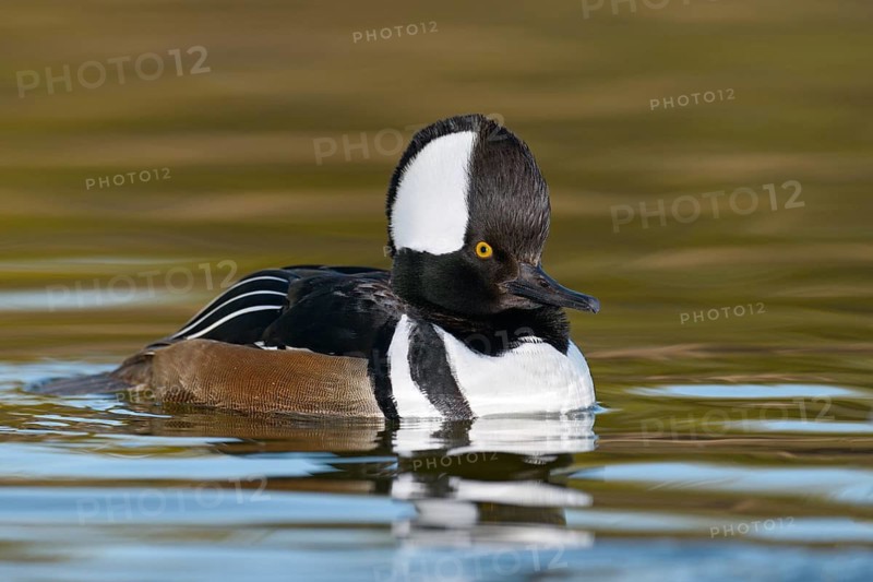 Hooded Merganser (Lophodytes cucullatus) male, Arizona, USA