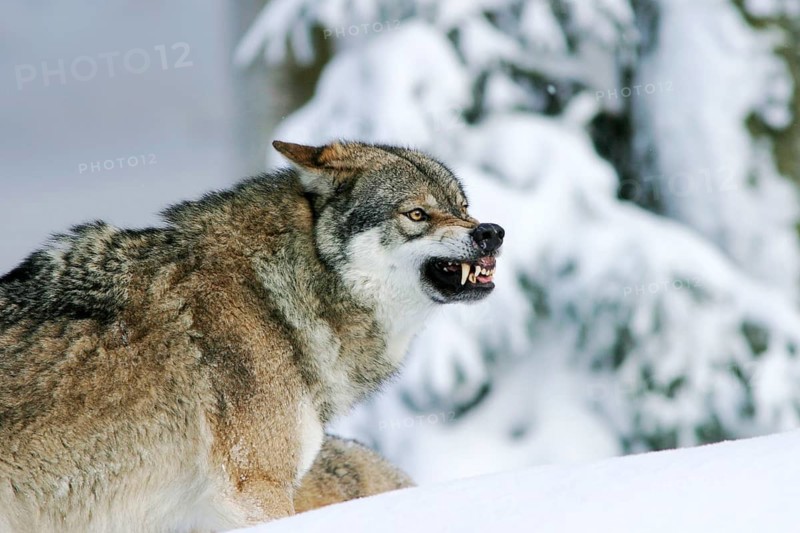 An aggressive grey wolf bares its teeth, (Canis lupus) in the snow, animal enclosure Bavarian Forest Bavarian Forest, Federal Republic of Germany