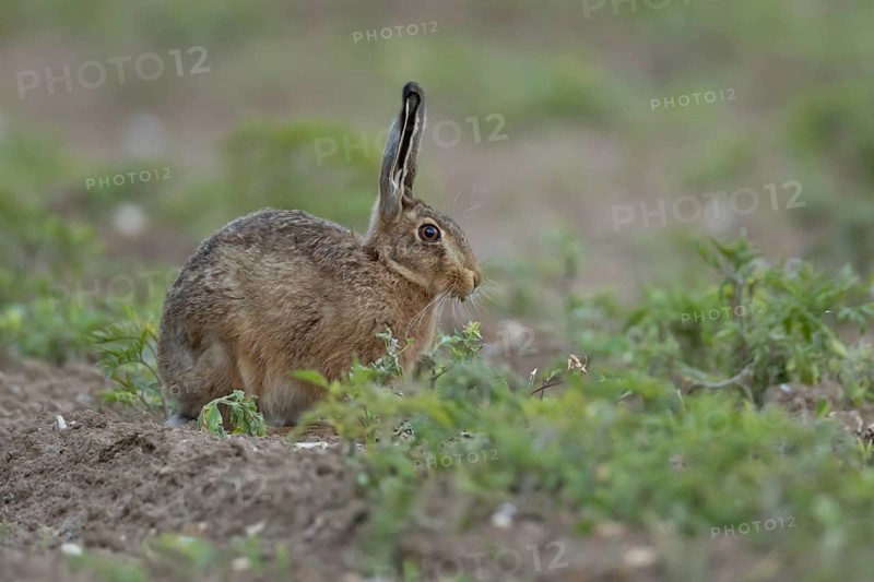 European brown hare (Lepus europaeus) adult animal eating a plant in a farmland field in summer, England, United Kingdom