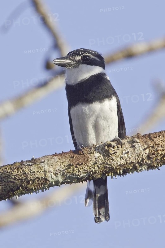 Pied Puffbird (Notharchus tectus), Ecuador