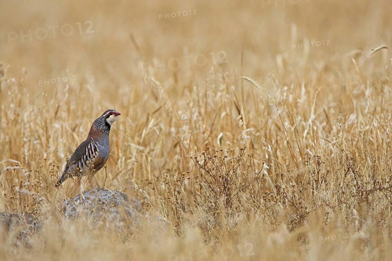Red-legged Partridge (Alectoris rufa), Extremadura, Spain