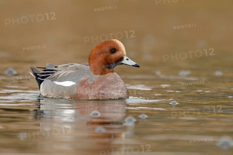 Eurasian Wigeon (Mareca penelope) male, Arizona, USA
