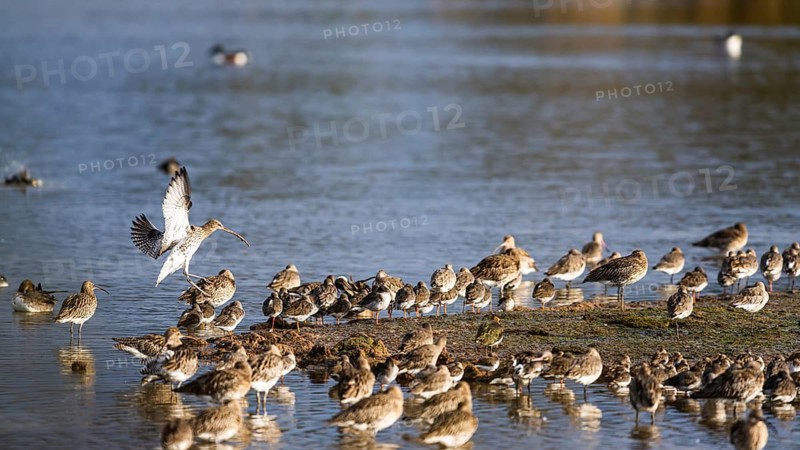 Eurasian Curlew, Numenius arquata, birds on marshes