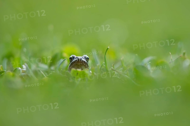 Common frog (Rana temporaria) juvenile amphibian froglet on a garden grass lawn in summer, Suffolk, England, United Kingdom