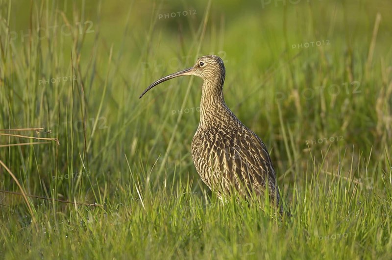 Grosser Brachvogel (Numenius arquata), Curlew, April, Muensterland, Nordrhein-Westfalen, Deutschland