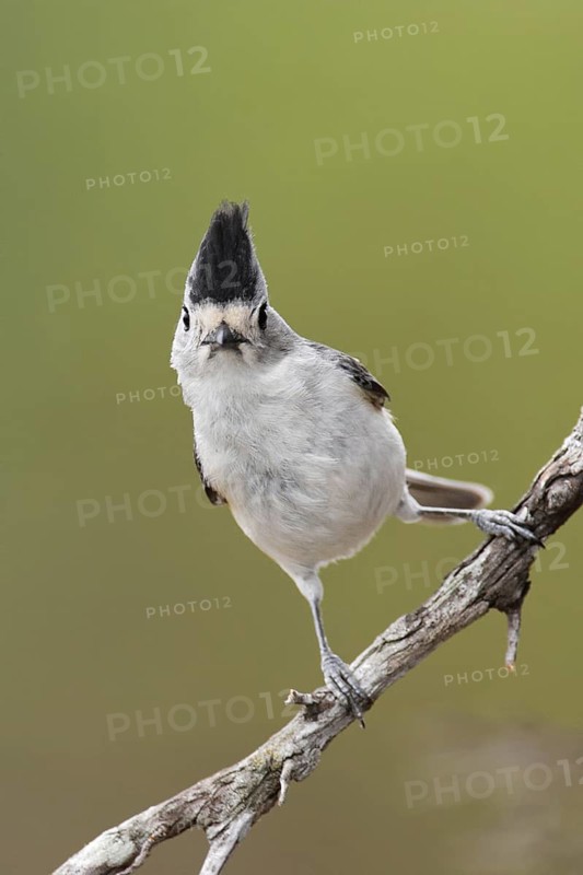 Black-crested Titmouse (Baeolophus atricristatus), Texas, USA