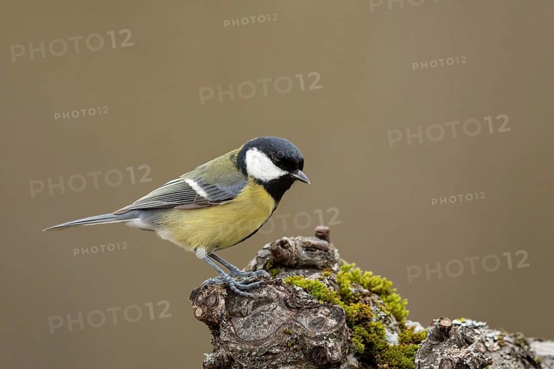 Great Tit (Parus major), Smaland, Sweden